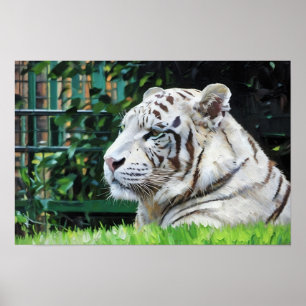 Poster Majestade Branca - Descansar Tiger Wildlife