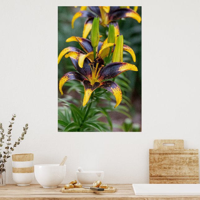 Poster Majestade da Meia-Noite: Lily Asiática Híbrida Neg (Cozinha)