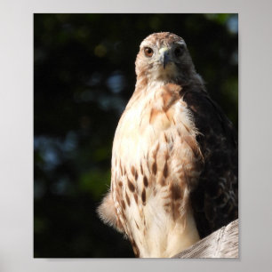 Poster Majestade Red Tail Hawk Stare Abaixo