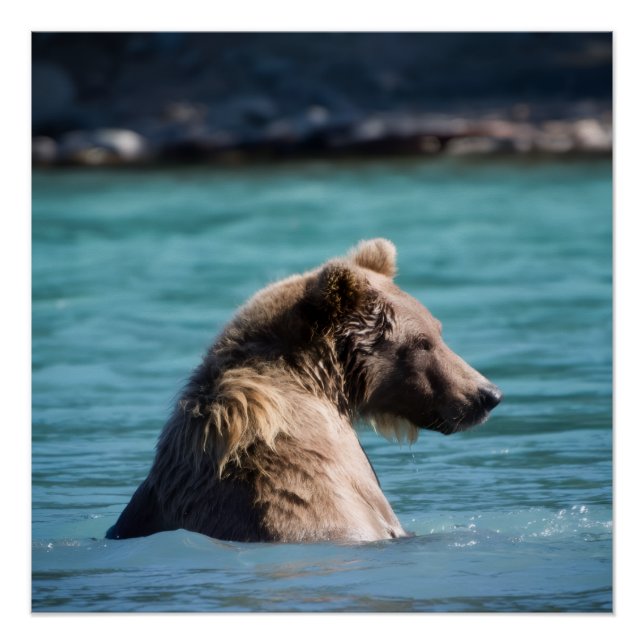 Pôster Majestic Alaskan Brown Bear (Frente)