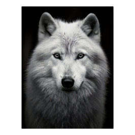 Pôster Majestic Arctic Wolf Portrait in High Contrast Bla