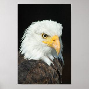Pôster Majestic Bald Eagle Portrait