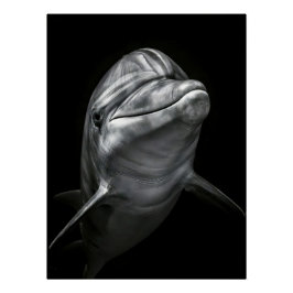 Pôster Majestic Dolphin Portrait in High Contrast