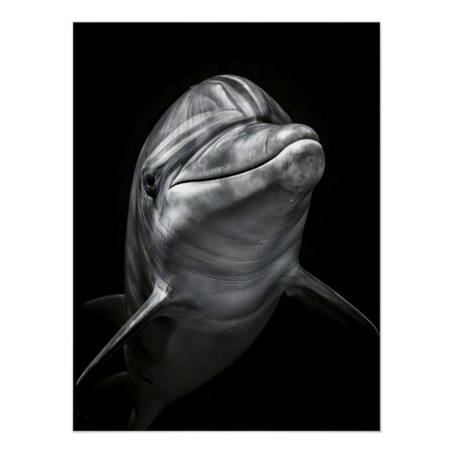 Pôster Majestic Dolphin Portrait in High Contrast (Frente)