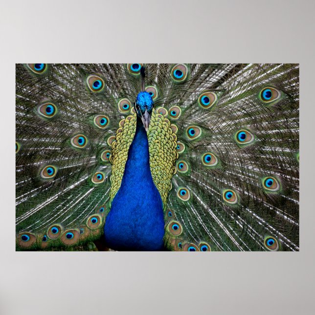 Poster Majestic Peacock  (Frente)