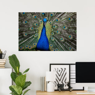 Poster Majexpressa Peacock