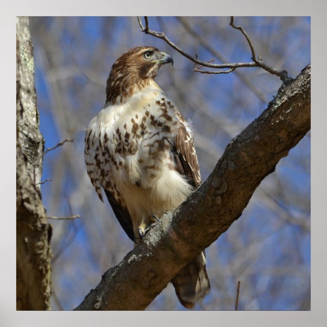Pôster Majtic Hawk (Frente)