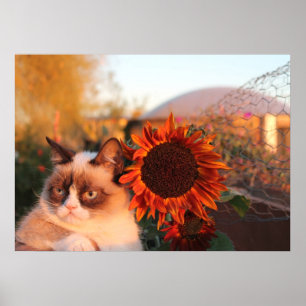 Poster mal-humorado do girassol do gato