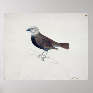 Pôster Malacca Crossbeak