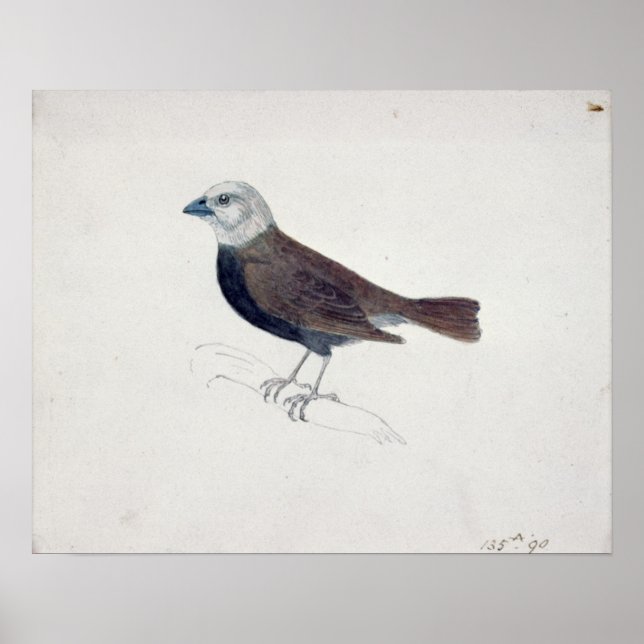 Pôster Malacca Crossbeak (Frente)