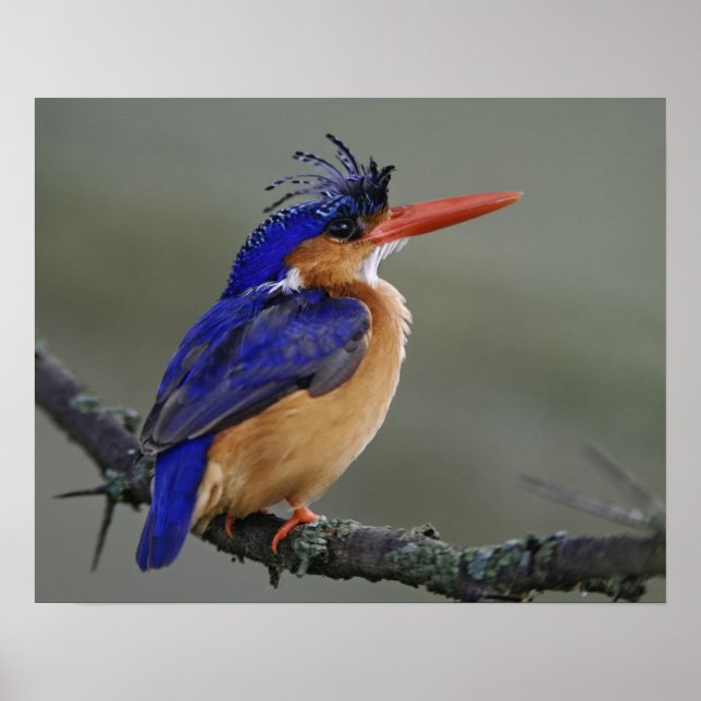 Poster Malachite Kingfisher, Alcedo cristata, lago (Frente)