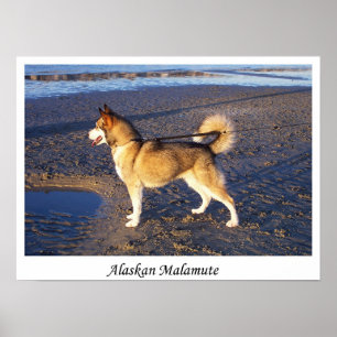 Poster Malamute do Alasca