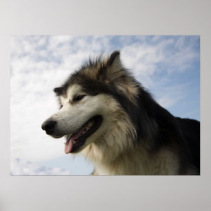 Pôster Malamutes do Alasca