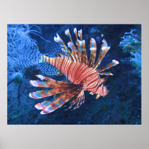 Poster Malapascua Lionfish