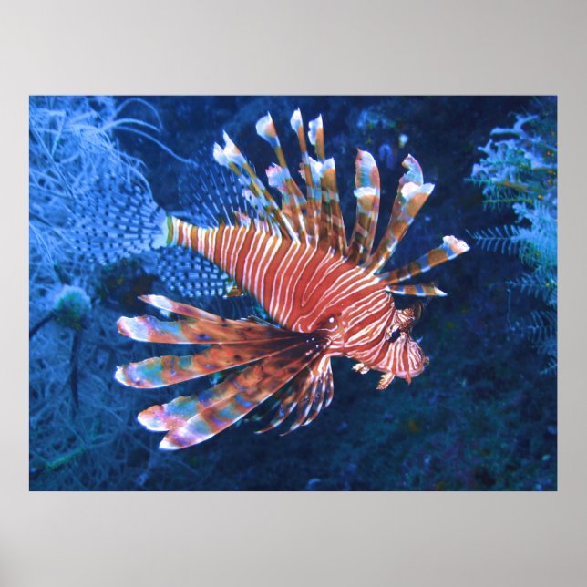 Poster Malapascua Lionfish (Frente)