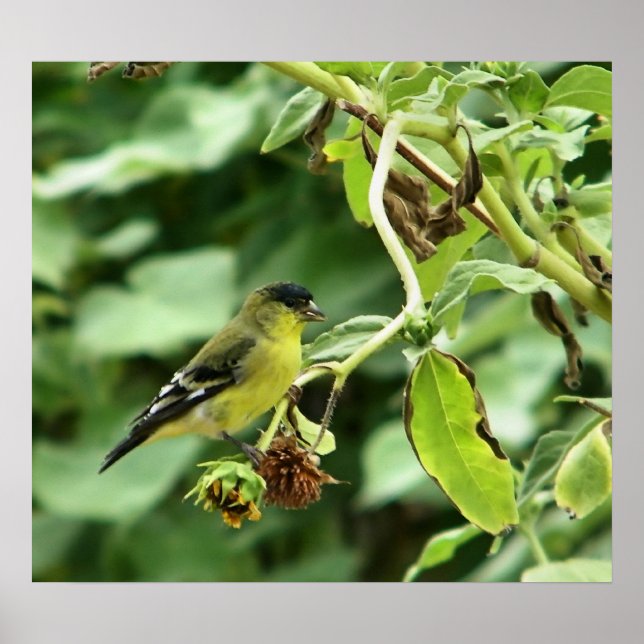 Pôster Male American Goldfinch (Frente)