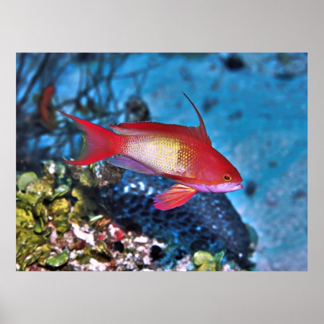 Poster Male Anthia (Frente)