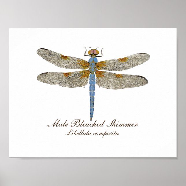 Poster Male Bleached Skimmer Dragonfly (Frente)