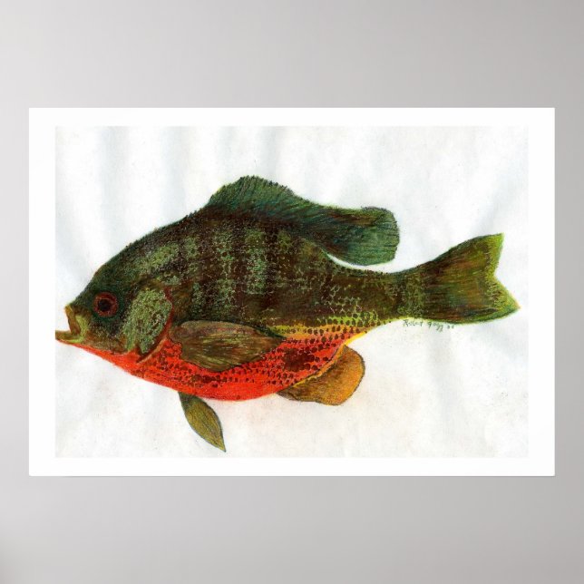 Pôster Male Bluegille (Frente)