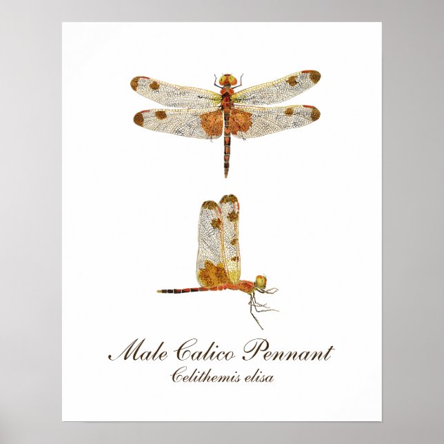 Poster Male Calico Pennant Dragonfly (Frente)