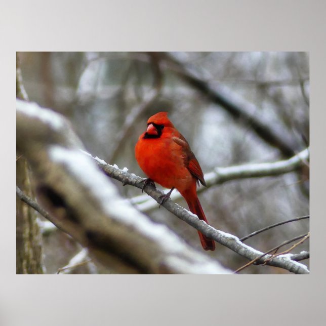 Poster Male Cardinal (Frente)