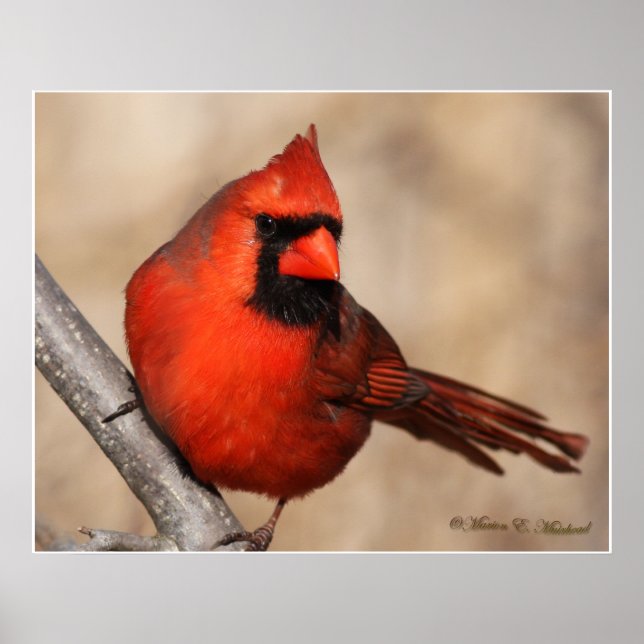 Poster Male Cardinal (Frente)