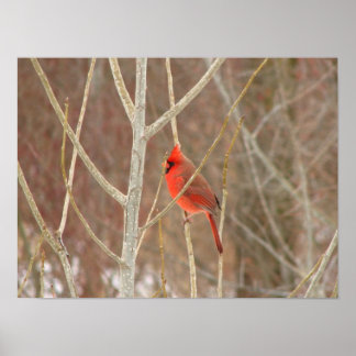 Pôster Male Cardinal Canvas