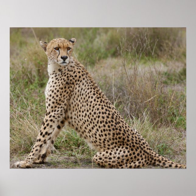 Pôster male Cheetah, Acinonyx jubatus, Serengeti, (Frente)