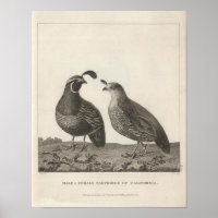 Male & Female Partridge, Califórnia