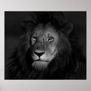 POSTER MALE LION