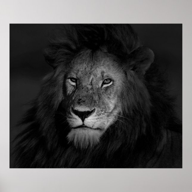 POSTER MALE LION (Frente)