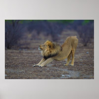 Male Lion Estreando Panthera Leo Yoga