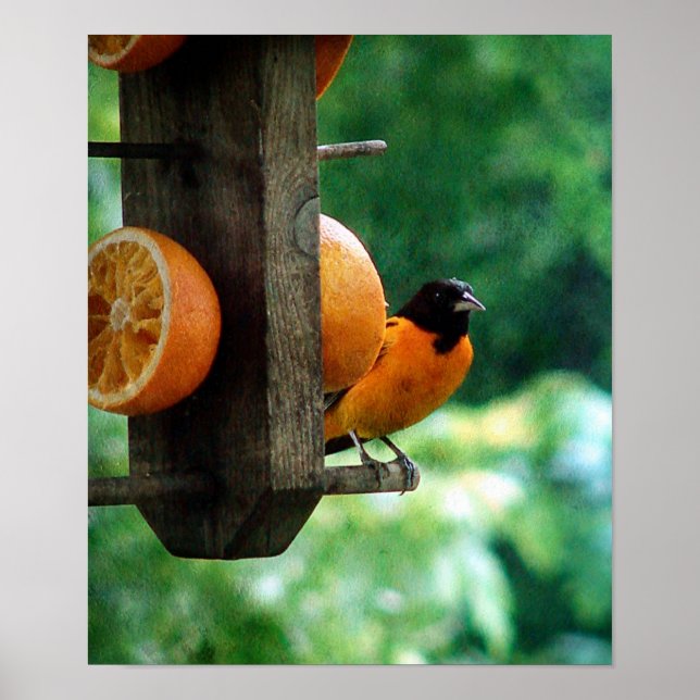 Pôster Male Oriole (Frente)