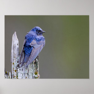 Pôster Male Purple Martin nest sobre o lago Sammamish