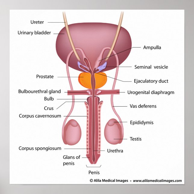 Pôster Male reproductive organs, dorsal view, labeled (Frente)