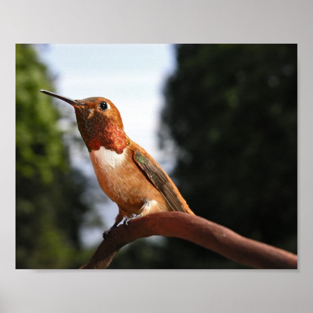 Poster Male Rufous Hummingbird - Fine Art Prints (Frente)