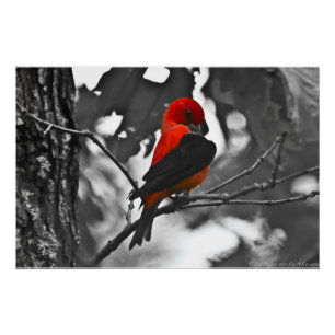 Pôster Male Scarlet Tanager
