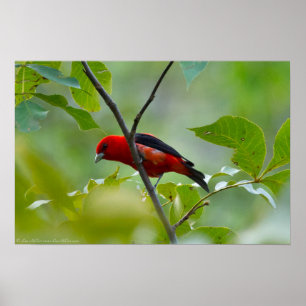 Pôster Male Scarlet Tanager in the Summer Green