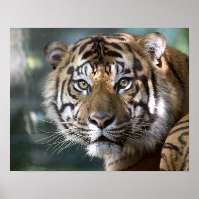 Poster Male Sumatran Tiger (Panthera tigris sumatrae) (Frente)