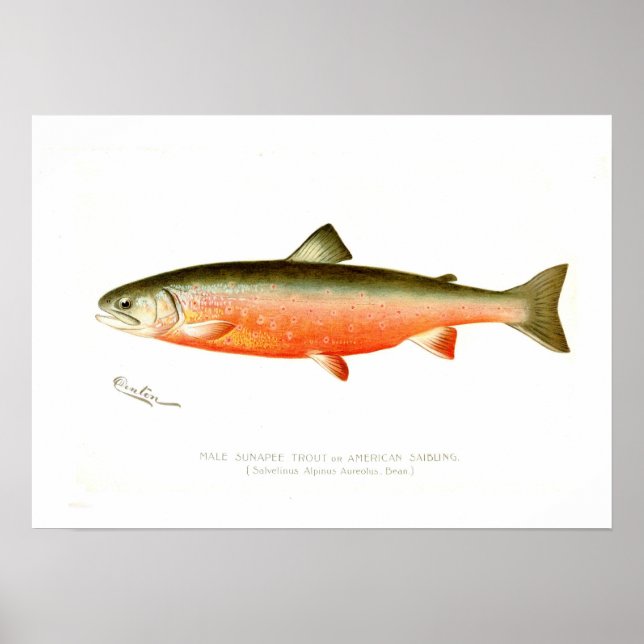 Poster Male Sunapee Trout (Frente)
