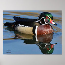 Poster Male Wood Duck Reflection Throw Pillow Mouse Pad P