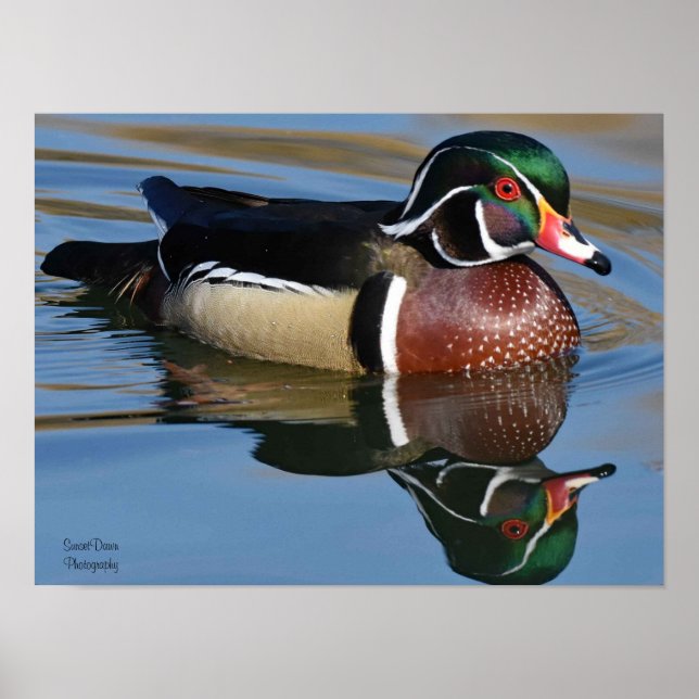 Poster Male Wood Duck Reflection Throw Pillow Mouse Pad P (Frente)