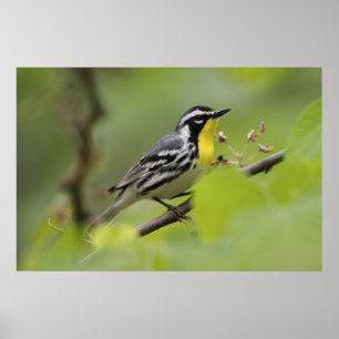 Poster Male Yellow-throated Warbler, Dendroica