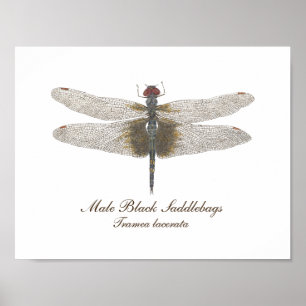 Pôster Malho Black Saddlebags Dragonfly