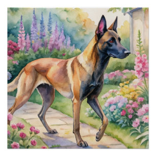 Pôster Malinois Belga Tricolor Aquarela no Jardim