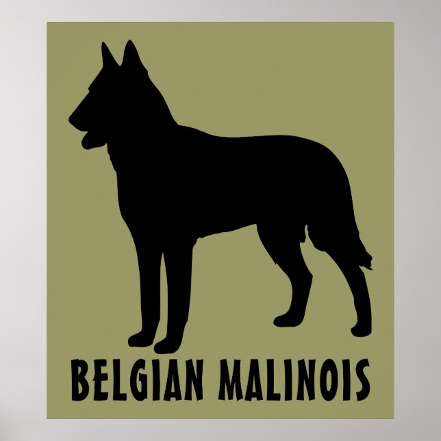 Poster Malinois belgas (Frente)