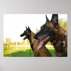 Pôster malinois belgas do pastor