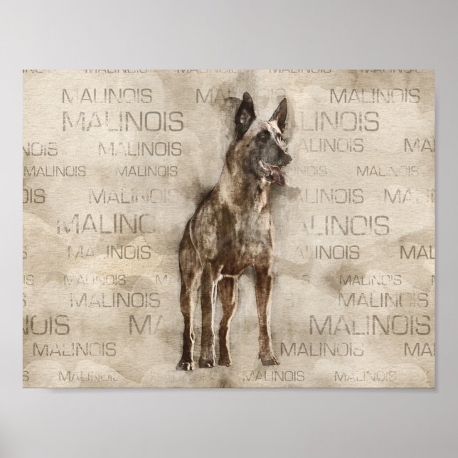 Poster Malinois belgas - Mechelaar - Maligator (Frente)
