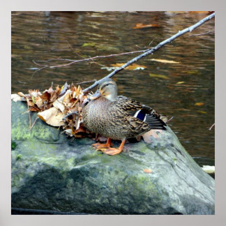 Poster Mallard 24X24