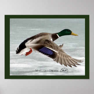 Poster Mallard Drake em voo